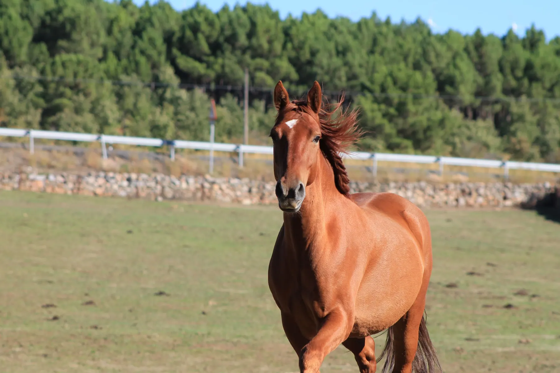 Yaki